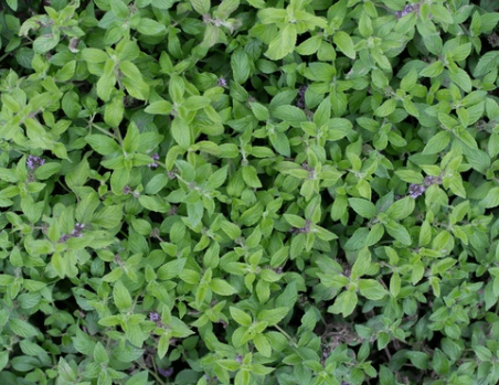 4" Herb - Mint - Variegated Pineapple