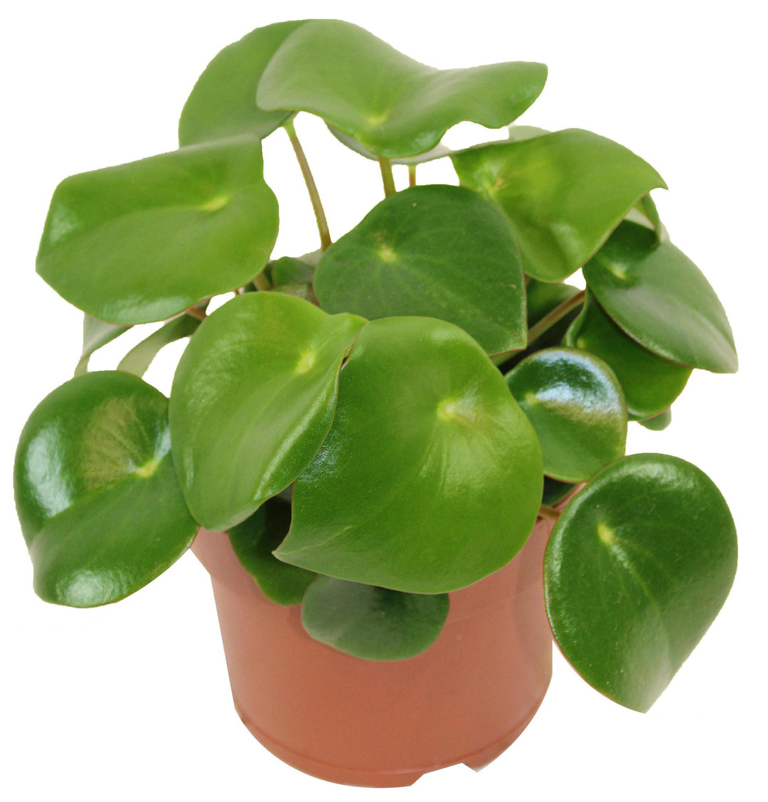 5" Peperomia Raindrop G5702
