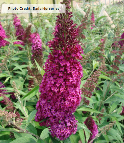 3G Buddleia davidii (Butterfly Bush) - 'Funky Fuchsia' - 1013630
