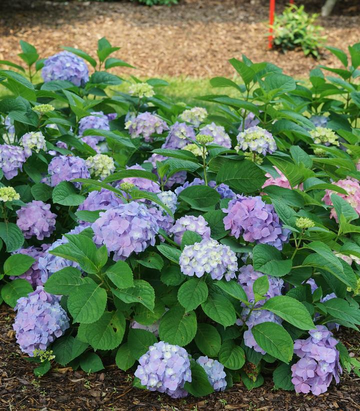 3G Hydrangea mac. 'Let's Dance Sky View' ('SMNHSME') L.D Sky View® Reblooming Hydrangea: Patent PP34,327 1014660