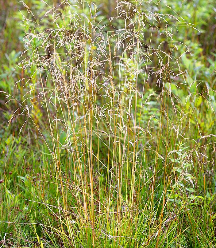 1G Deschampsia Cespitosa - Tuffted Hair Grass - 1005331