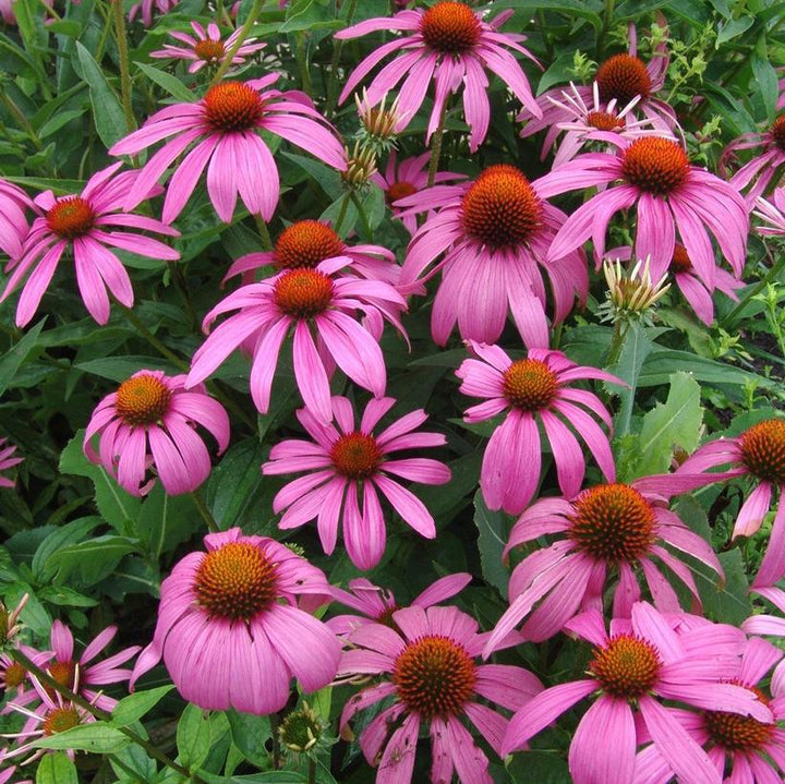 2G Echinacea Purpurea - Purple Coneflower - 1012062