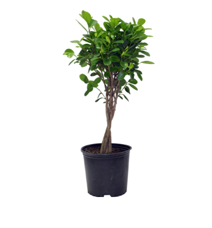 8" Ficus Moclame - Braid - T12249
