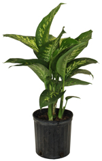 10" Dieffenbachia - Tropic Snow - T2260