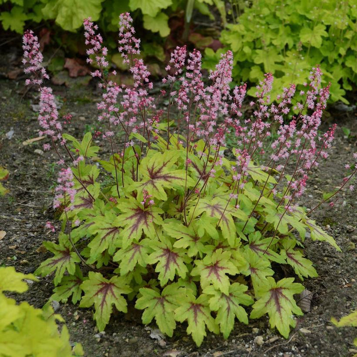 1G Heucherella Hybrid Fun and Games 'Eye Spy' - Foamy Bells - 1009801
