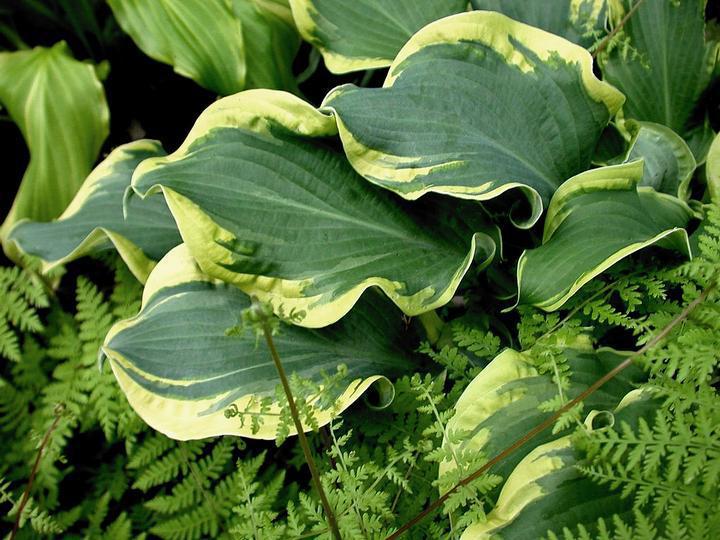 1G Hosta Shadowland 'Wheee' - 1005935