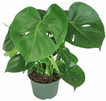5" Philodendron Monstera Deliciosa - Swiss Cheese - G5563