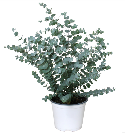 6" Herb - Eucalyptus - Gunnii Glacier - T5659
