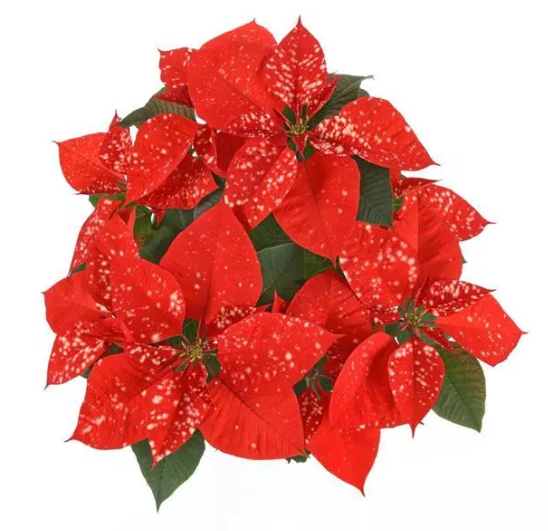 6.5" Poinsettia - Sky Orange