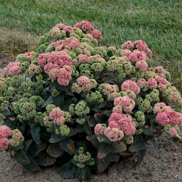1G Sedum Rock 'N Grow 'Coraljade' - Stonecrop - 1012894