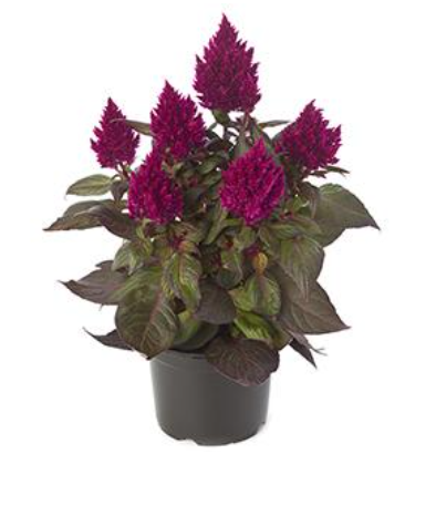9" Celosia - Kelos Fire Magenta