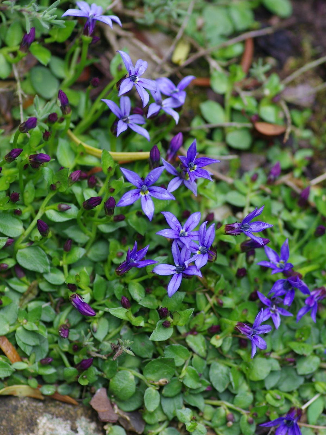 3" Pratia pedunculata 'County Park' County Park Pratia (Blue Star Creeper) 1002611