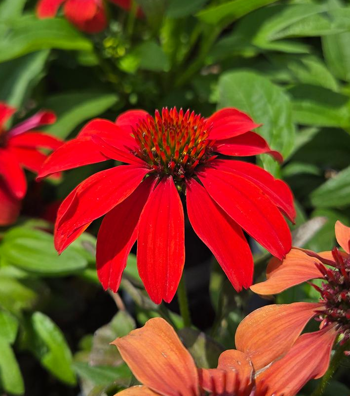 1G Echinacea Guatemala 'Papaya' - Coneflower - 1023102