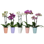 3.5" Orchid phalaenopsis 1-2 Stem Assorted w/ Ceramic - T3691