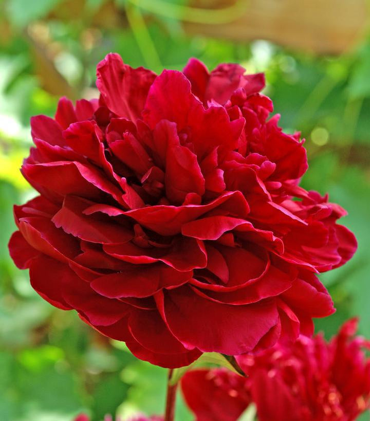 3G Paeonia 'Red Sarah Bernhardt' - Peony - 1015375