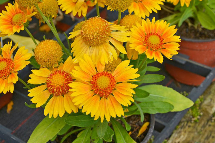 2G Perennial Gaillardia (Blanket Flower) Full Sun