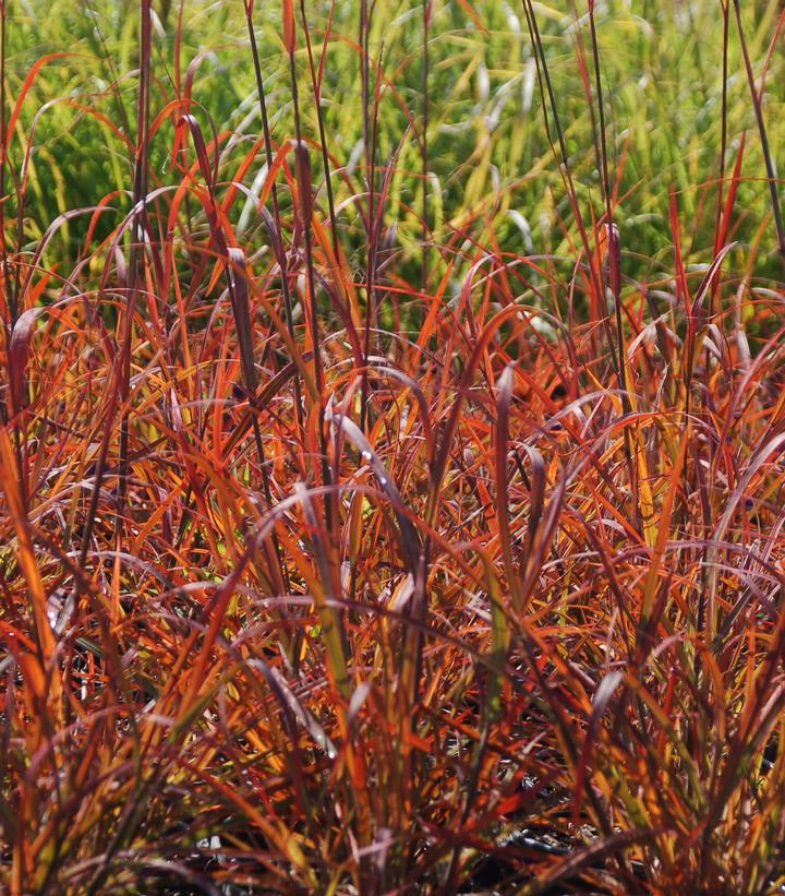 2G Andropogon Gerardii 'Red October' - Big Bluestem - 1008524