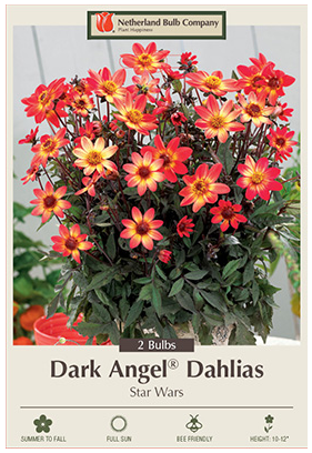 Dahlia Star Wars Bulbs - 2 Count - 2386126770