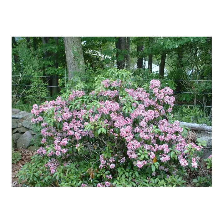 3G Kalmia lat. 'Yankee Doodle' Yankee Doodle' Mountain Laurel