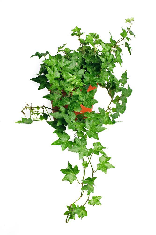 6" Green Ivy