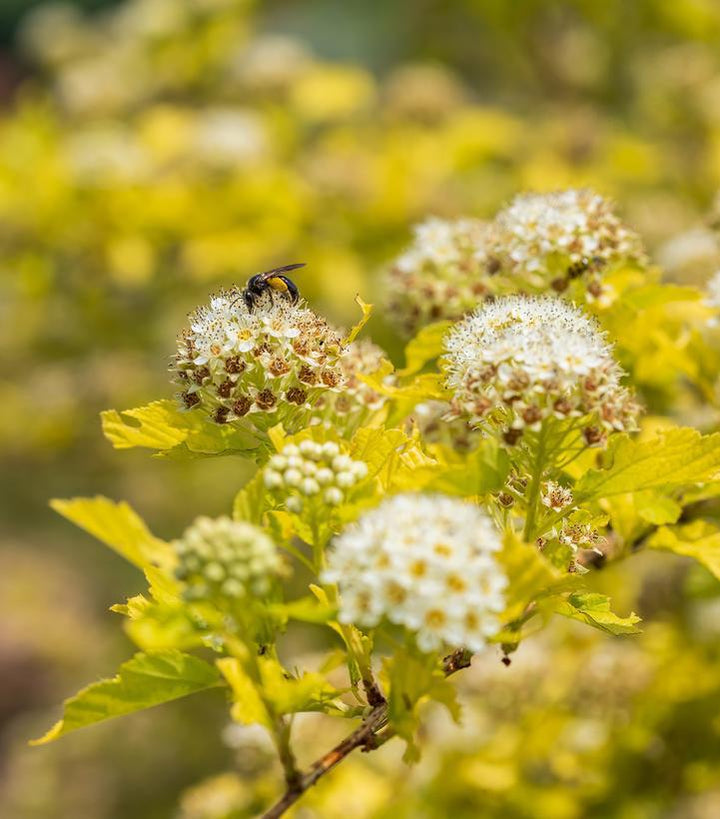 3G Physocarpus Opulifolius Honeycomb - Ninebark - 1020861