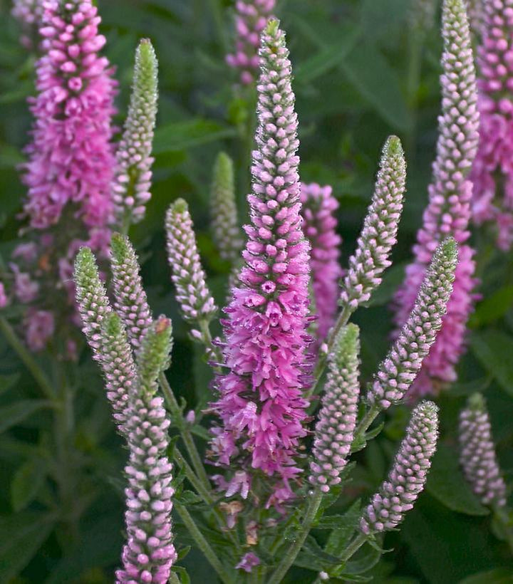1G Veronica Magic Show 'Pink Potion' - Spike Speedwell - 1008873