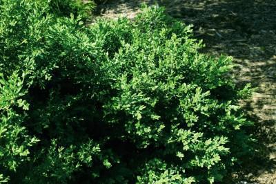 3G Buxus microphylla var. japonica 'Green Velvet' Green Velvet Boxwood1000419