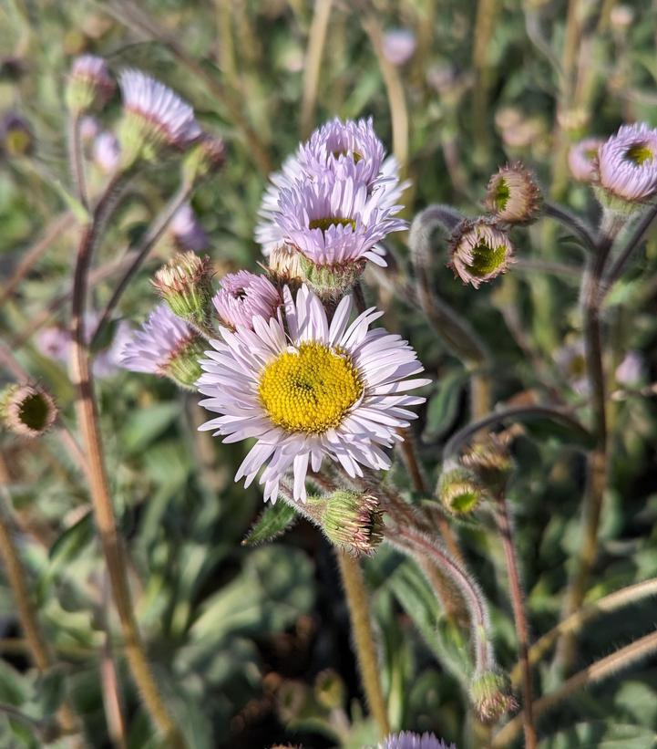 1G Erigeron 'Lynnhaven Carpet' - Robin's Plantain (Fleabane) - 1010827