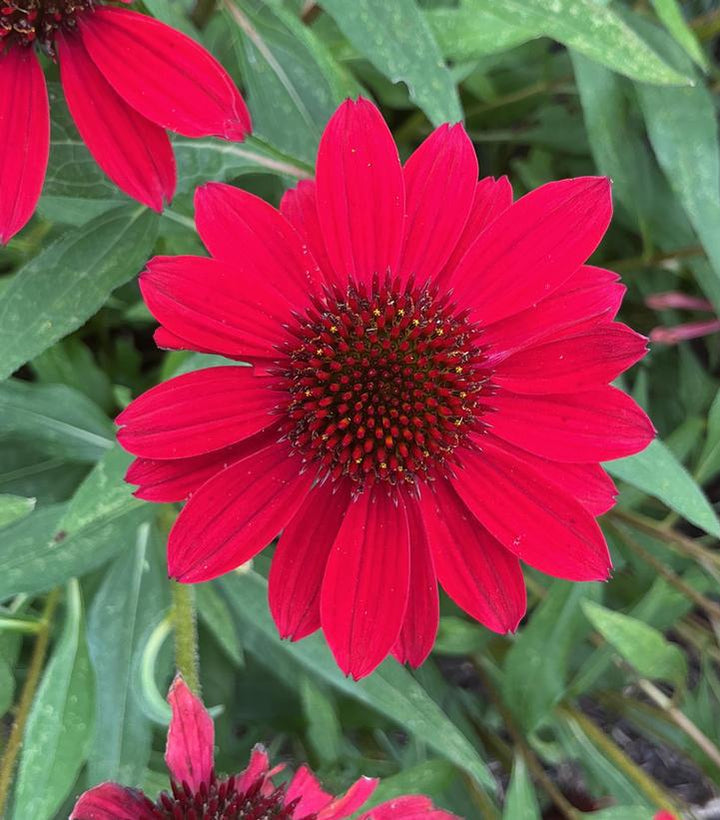 1G Echinacea Sunmagic 'Vintage Hot Red' - Coneflower - 1023105