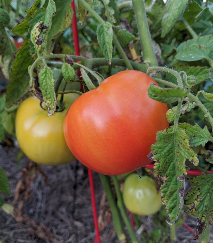 1G Tomato 'Bush Early Girl' - 1005396