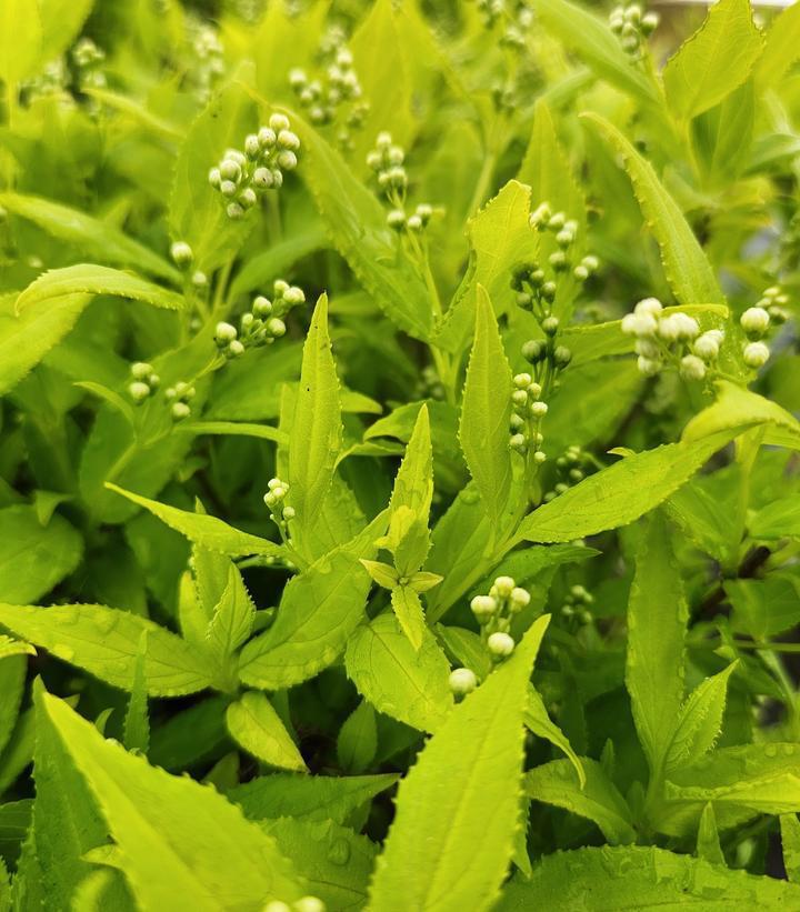 2G PW Deutzia Gracilis 'Chardonnay Pearls' - 1003695