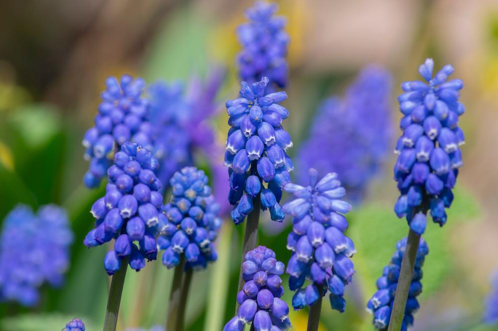 306 -Bulb 6 Pack - Grape Hyacinth (Muscari Armeniacum)