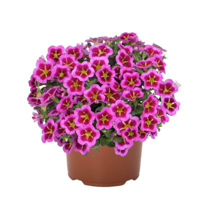 8" TP Calibrachoa