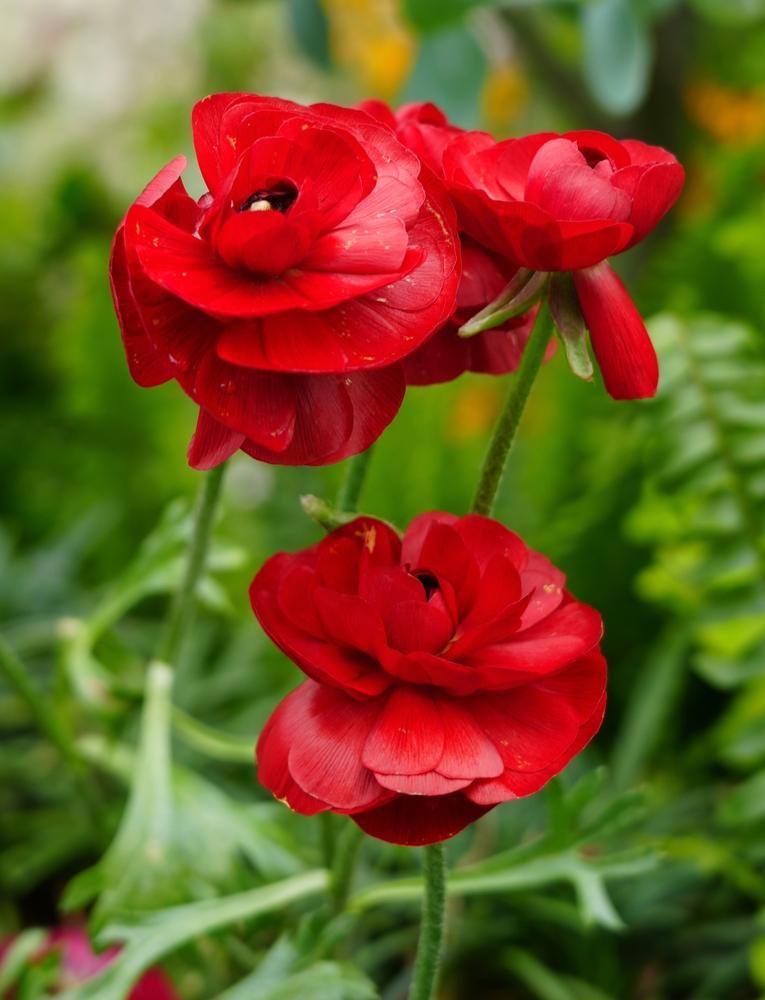 6.5" Ranunculus - Mache Red