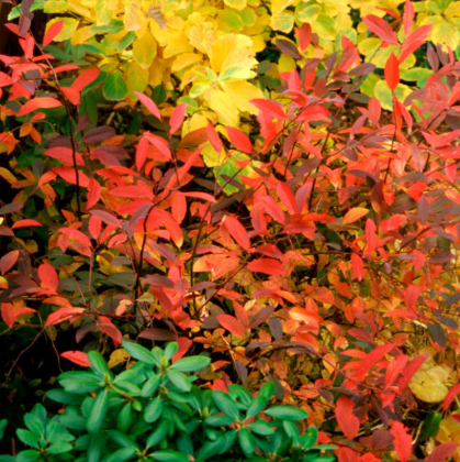 3G Itea Virginica 'Henrys Garnet' - Virginia Sweetspire - 1001979
