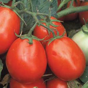 1G TOMATO 'HEALTH KICK' (Salad) Health Kick Tomato 1004998