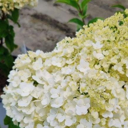 Proven Winners® Color Choice® Bobo® Hydrangea – Sunny Valley Farms