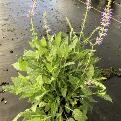May Night Wood Sage
