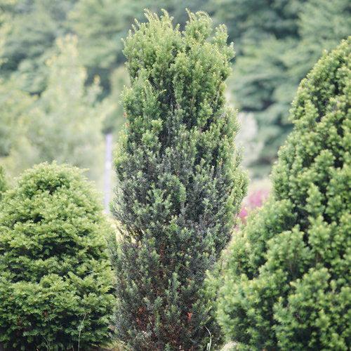 Stonehenge® Yew