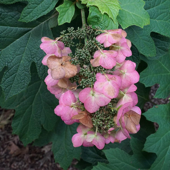 Snow Queen Hydrangea