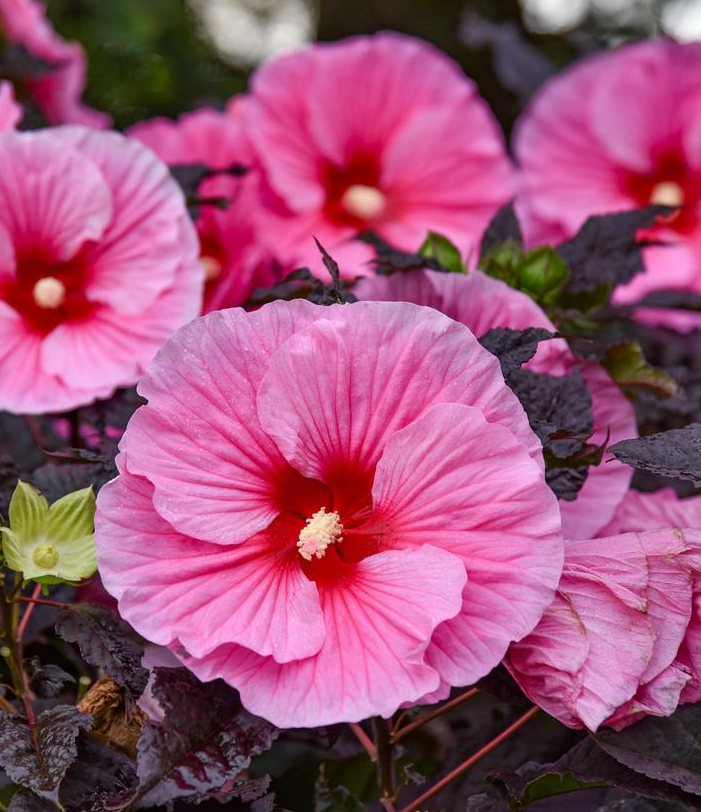 3G Hibiscus Summerific 'Edge of Night' - Rose Mallow - 1014339