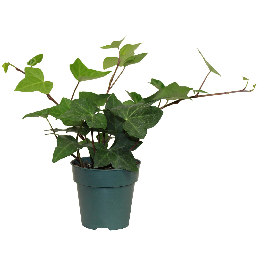 4" Ivy Montgomery Green T2483