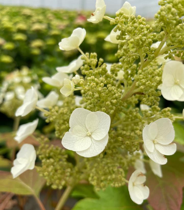 2G Hydrangea Quercifolia Toy Soldier ('Bocotoso') - Oakleaf  - 1020568