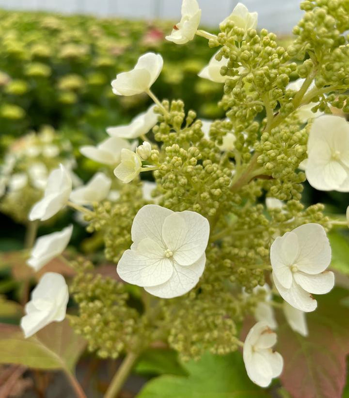 2G Hydrangea Quercifolia Toy Soldier ('Bocotoso') - Oakleaf  - 1020568