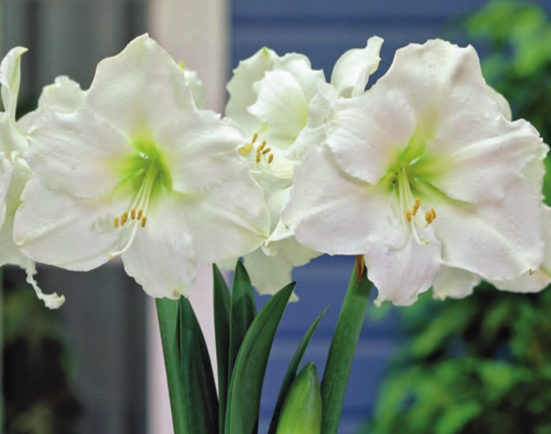 Amaryllis Bulb - White Christmas - 1232900686