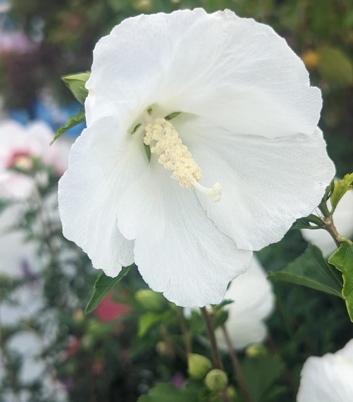 5G Hibiscus Syriacus 'Bali' - Rose of Sharon - 1006334