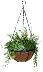 12" HB Succulent Garden Coco Fiber Basket - U7292