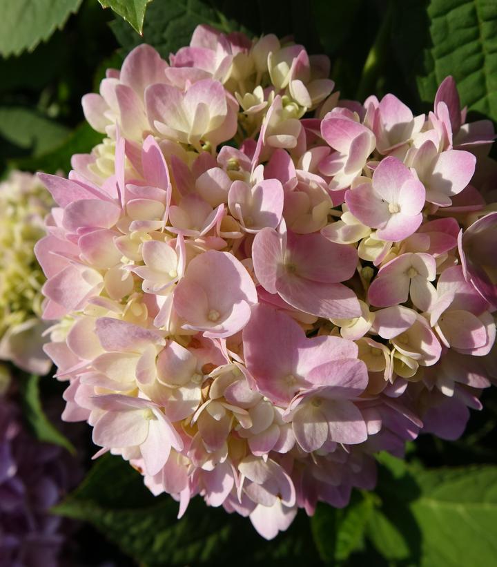 3G Hydrangea mac. 'Nantucket Blue' ('Grenan') Nantucket Blue Hydrangea 1005419 Bigleaf Mophead 1005419