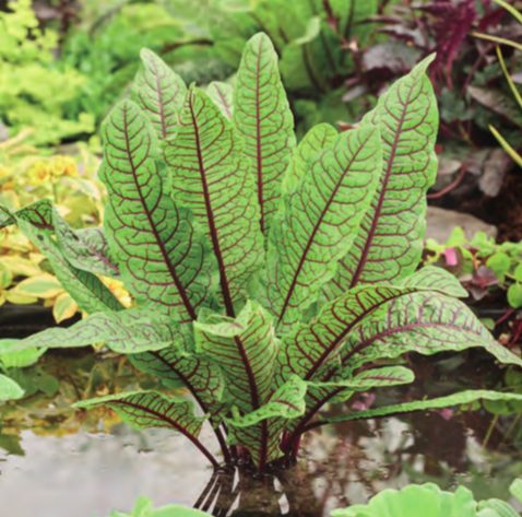 Netherland Bulb Company - Rumex Red Water Dock 1CT - Maginal Plant - 5030800312