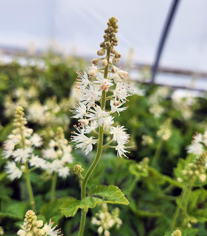 1G Tiarella cord. 'Running Tapestry Running Tapestry Foamflower 1003377